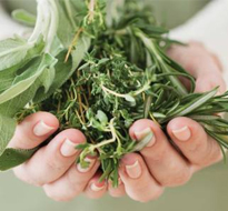 martillos herbolaria